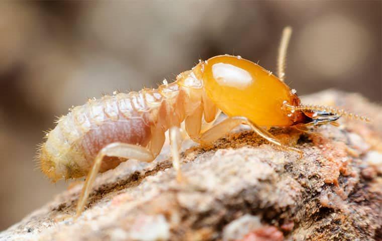 a termite crawling on a log