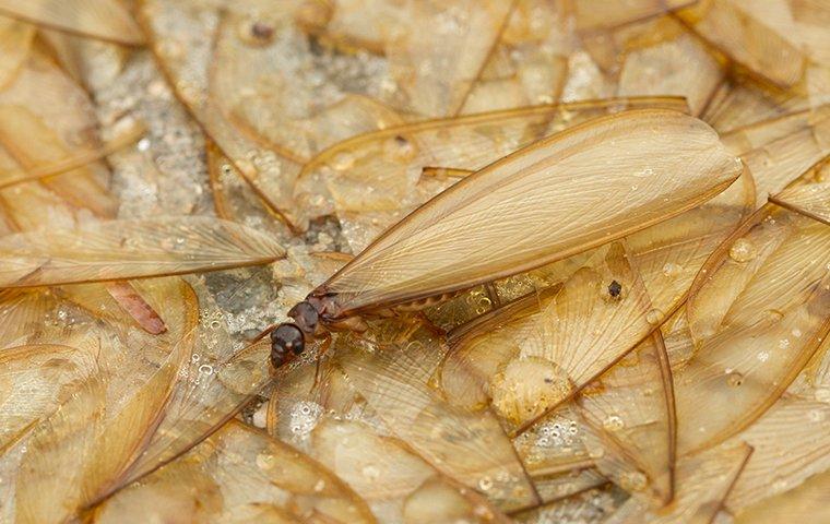 termite warmers crawling on a patio