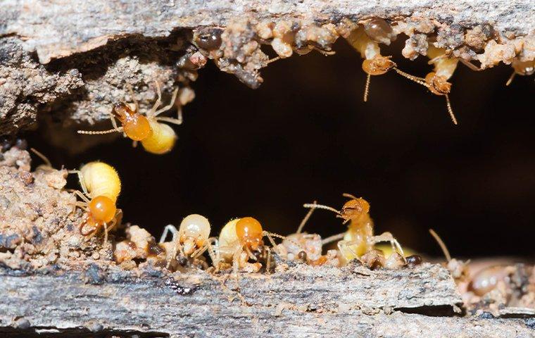 group of termites chewing through wood