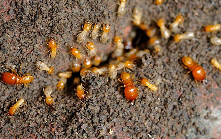 termite colony on the ground