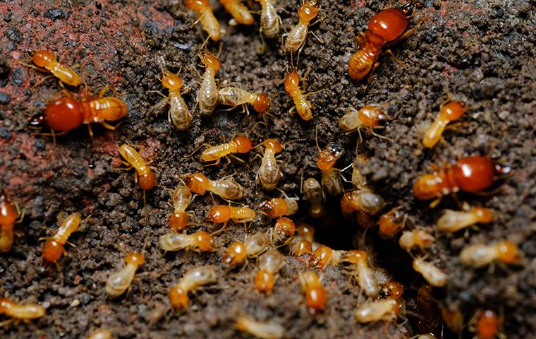 termites swarming out of hole