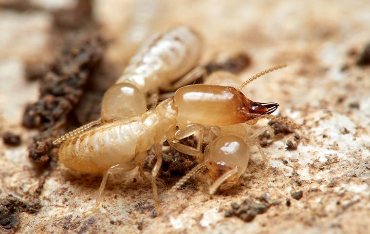 three termites on ground