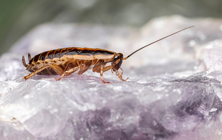 cockroach in the kitchen