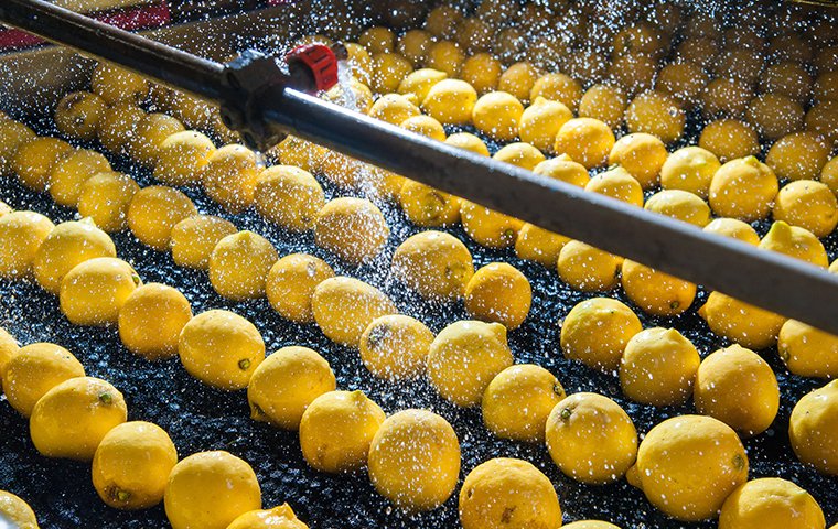 lemons on a conveyor belt