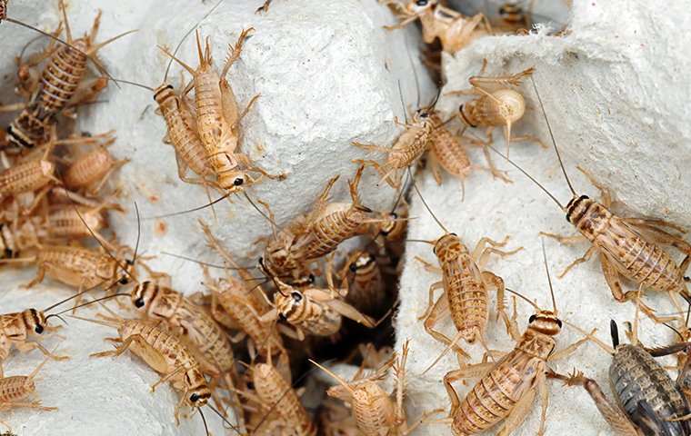 crickets infesting your home