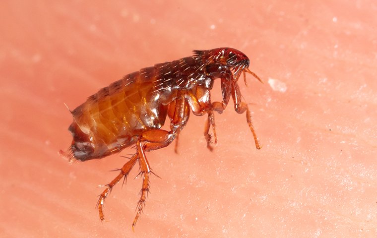 a flea on a mans hand