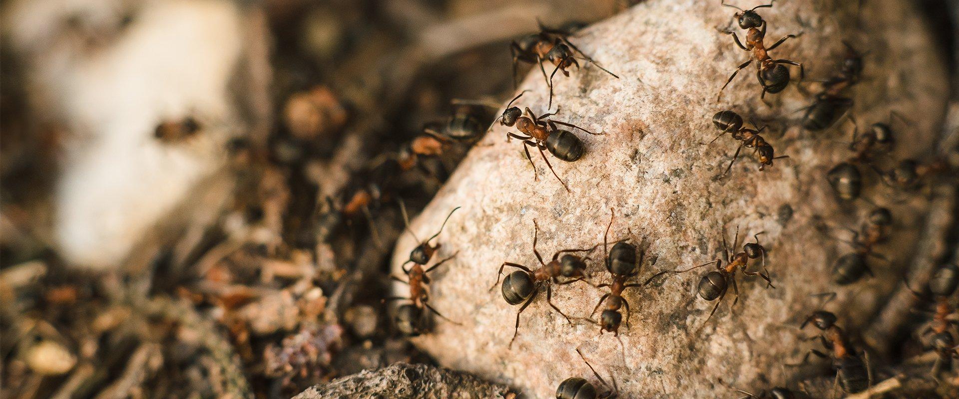 ants crawling on a rock