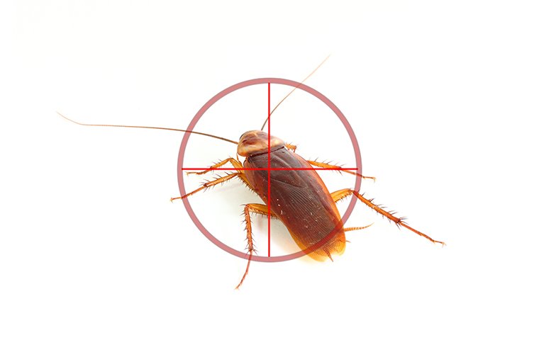 cockroach in a target