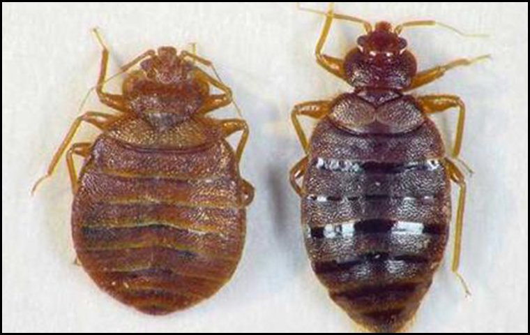 two bed bugs side by side