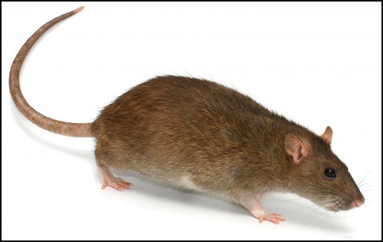 a brown rat on a white background