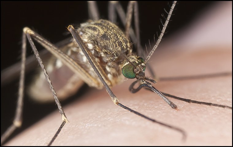 mosquito biting a man
