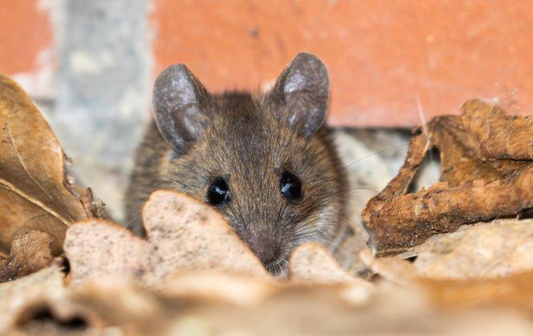 a mouse hiding behind leaves