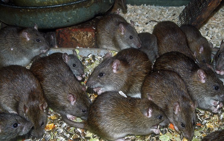 norway rats eating birdseed