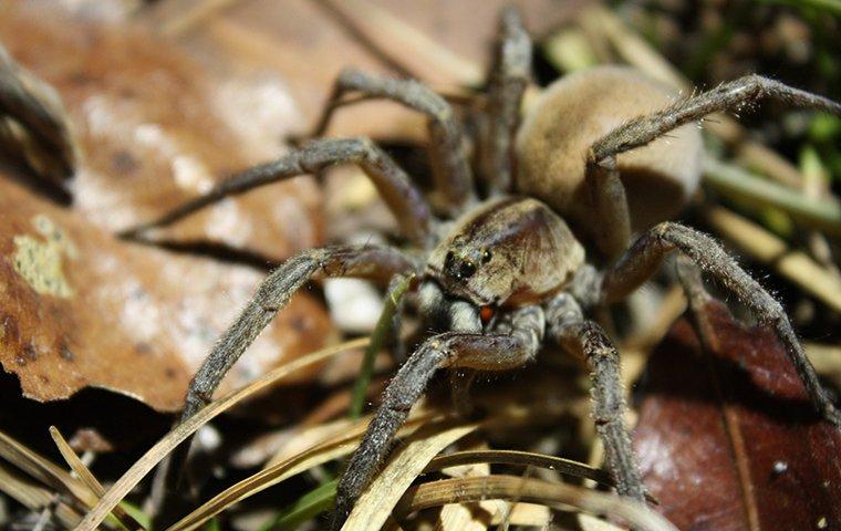 a wolf spider on a dead leaf
