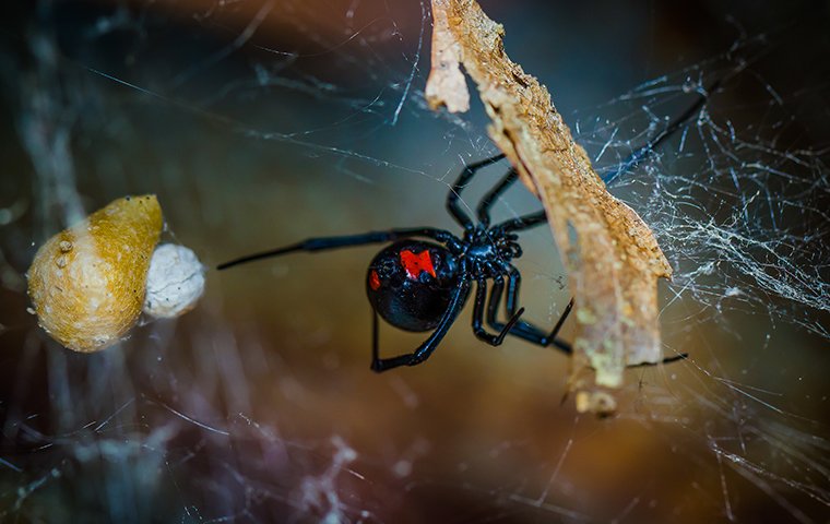 a black widow spider with its egg sack