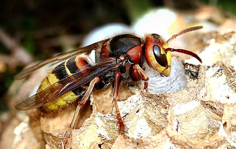a hornet on its nest