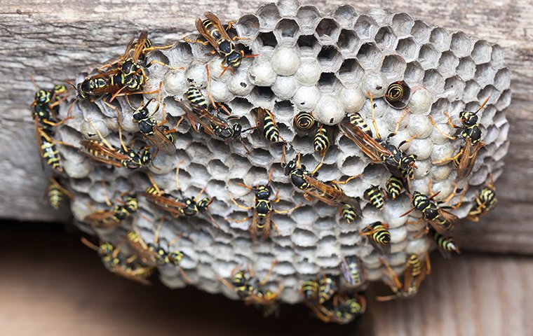 paper wasps on a nest