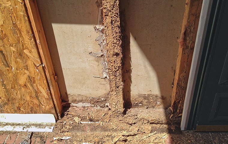 wood damaged by termites