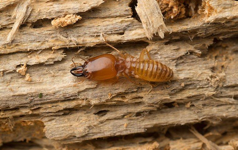 a termite on rotten wood