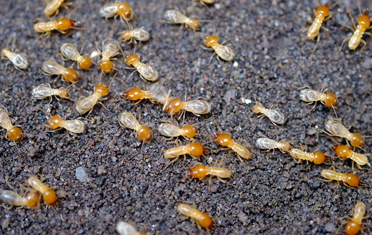 a large group of termites