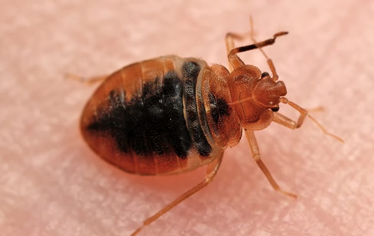 a bed bug crawling on a persons skin in dallas texas