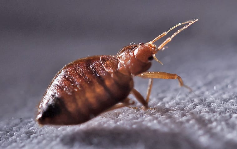 Bed Bug Bites Can Cause Allergic Reactions a bed bug crawling on sheets in a home in dallas texas