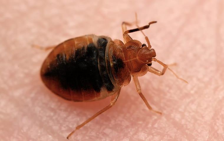 a bed bug crawling on a dallas texas resident