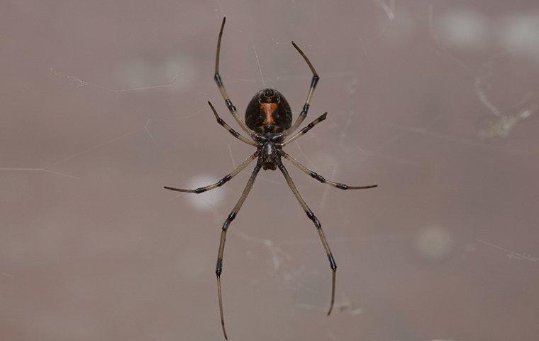 a black widow spider crawling on its web