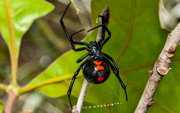 a black widow spider on a plant