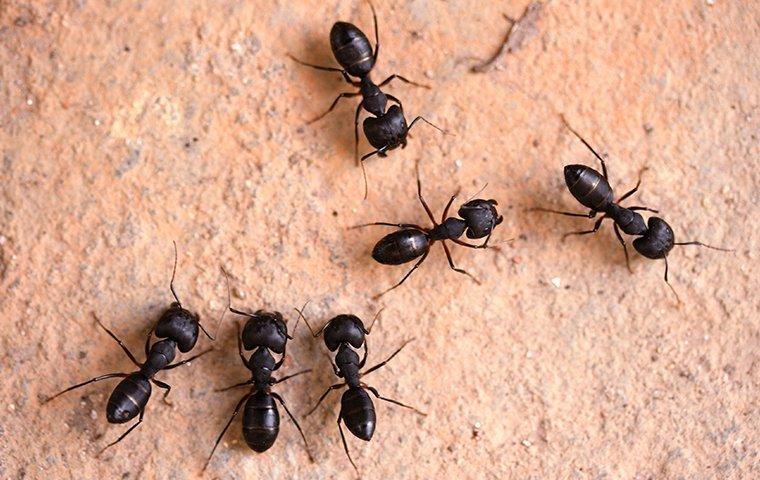Blog - Here's A Quick Way To Tell If You Have A Carpenter Ant Problem In  Your Dallas Home