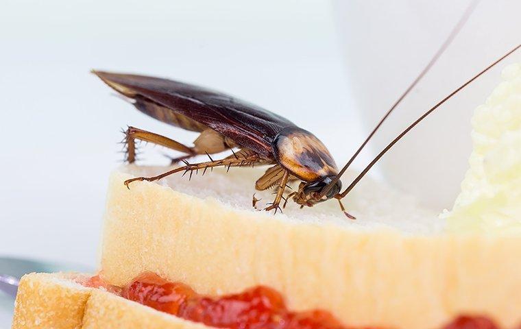 cockroach eating a sandwich