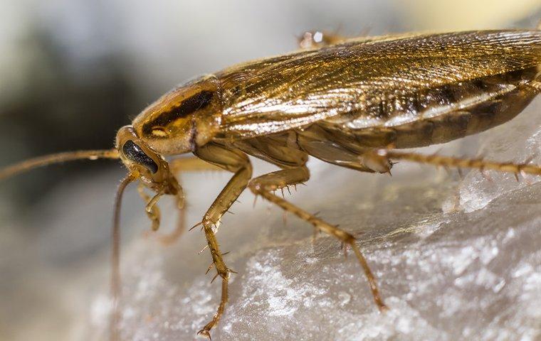 a german cockroach crawling on a counter