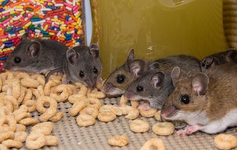 rodents eating cereal