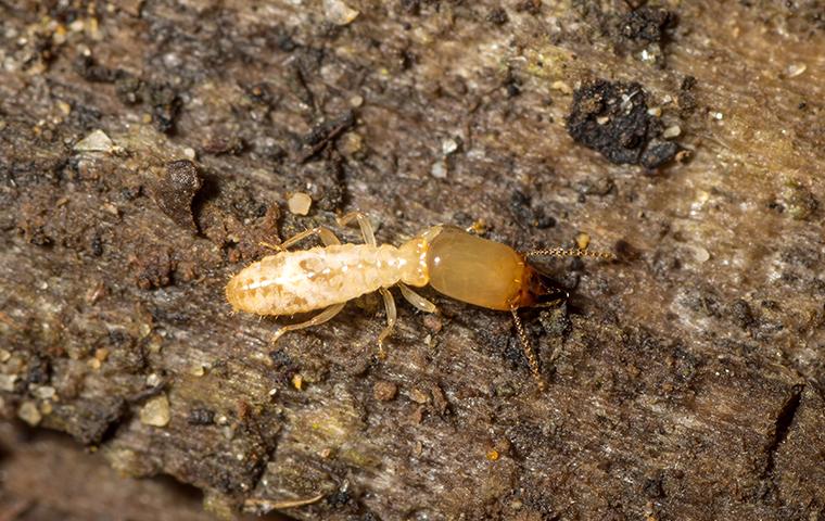 one termite on rotten wood