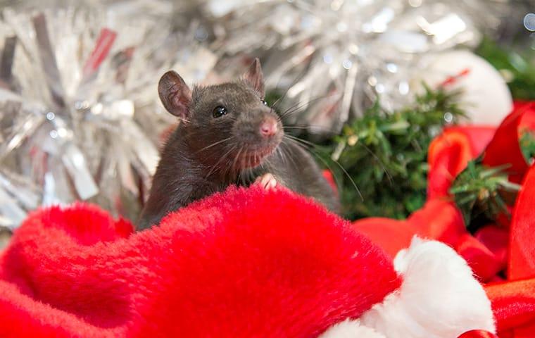 a rodent infestation with a storage bin of holiday decorations