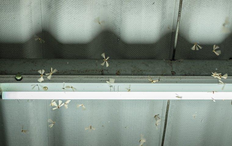 termite swarmers flying around a garage light