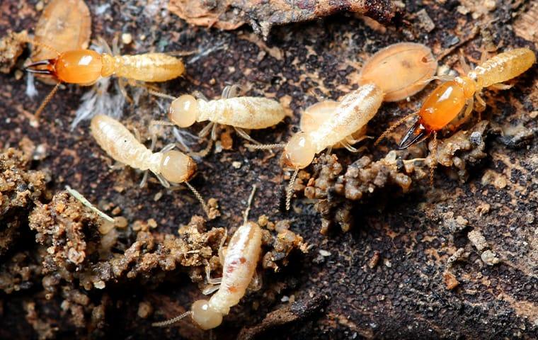 Keep Termites Out Of Your Mckinney Home termite on the ground