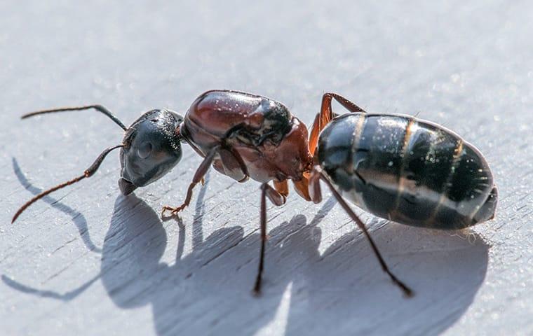 a carpenter ant crawling on a picnic table outside a dallas texas business