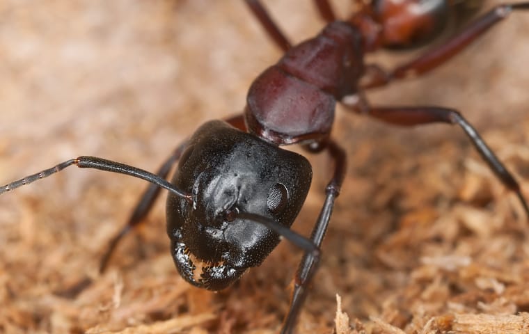 a carpenter ant crawling on a wooden fence in dallas texas