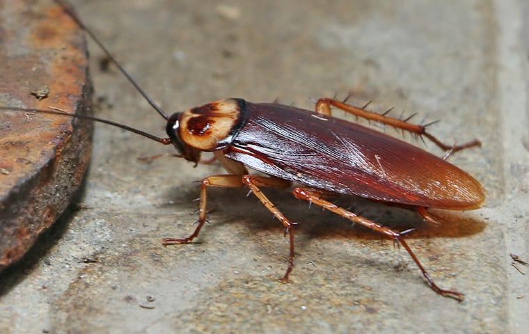an american cockroach crawling on a basement floor of a house in dallas texas