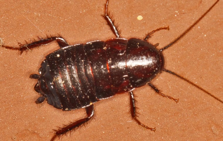 Cockroach Oriental Pest Identification 