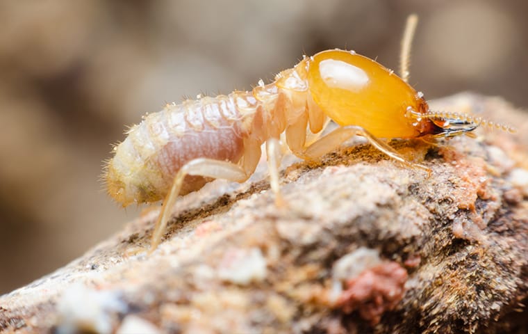 a termite crawling on a piece of wood outside of a mckinney texas property