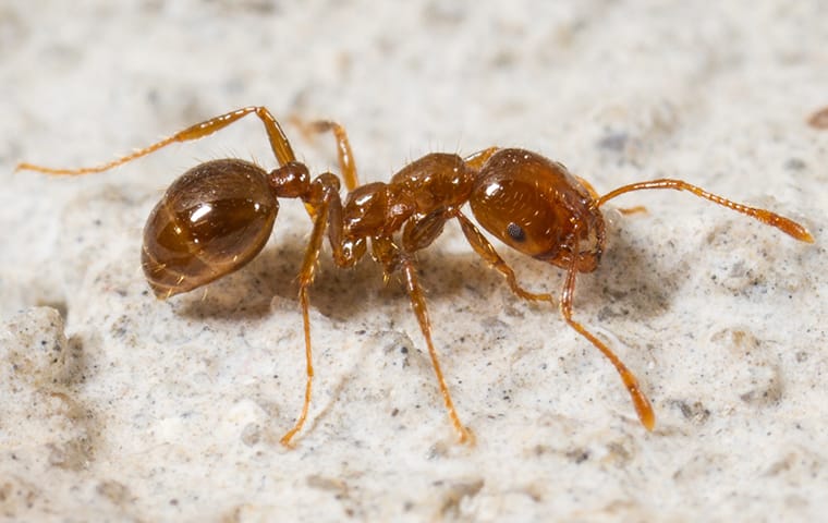 a fire ant crawling on landscaping in dallas texas