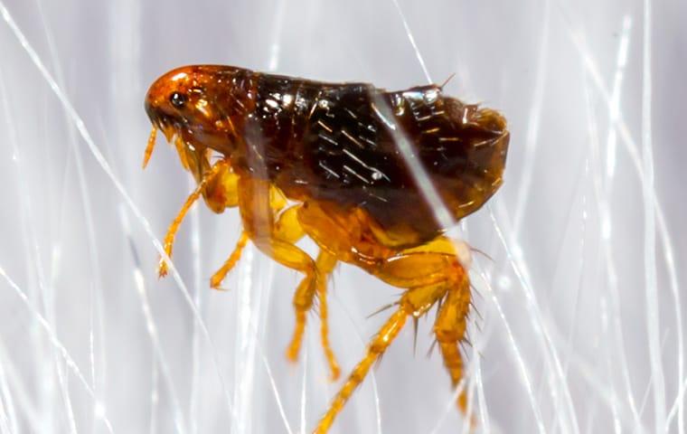 a flea crawling in pet hair in dallas texas