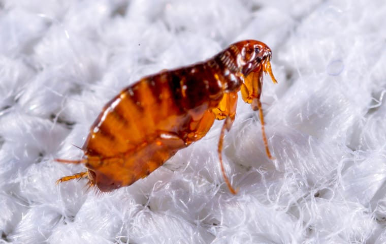 a flea crawling on fabric in a home in dallas texas