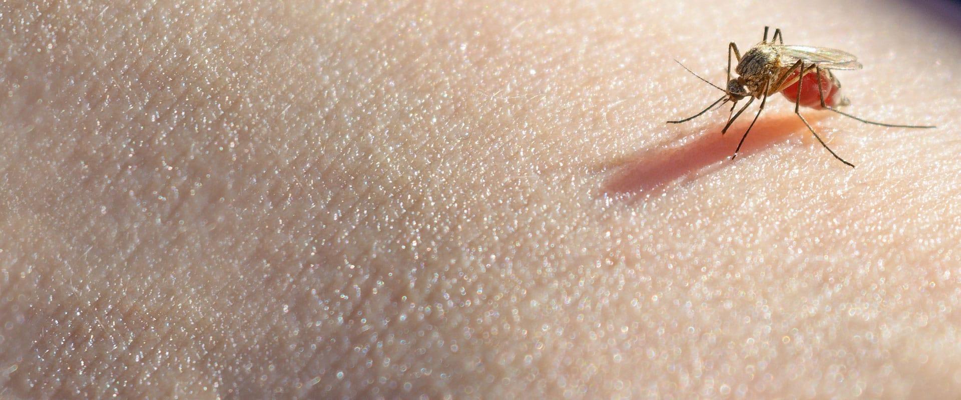 Mosquito Control in Dallas, TX Dynasty Pest Control