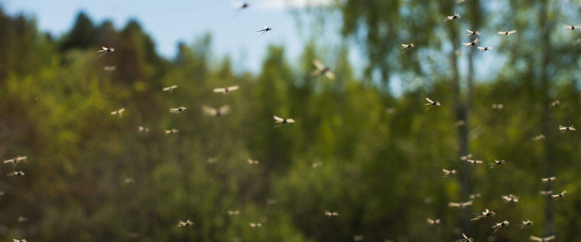 Mosquito Misting Systems | Long-Term Relief For Greater Dallas, TX