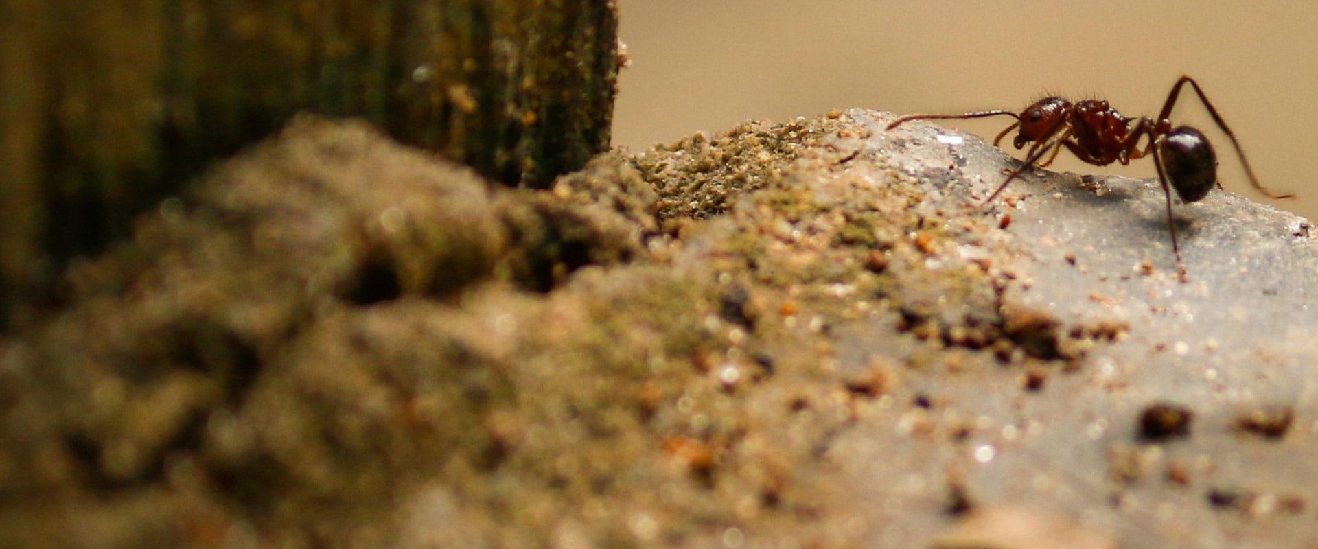 an ant crawling outside of a home in mckinney texas