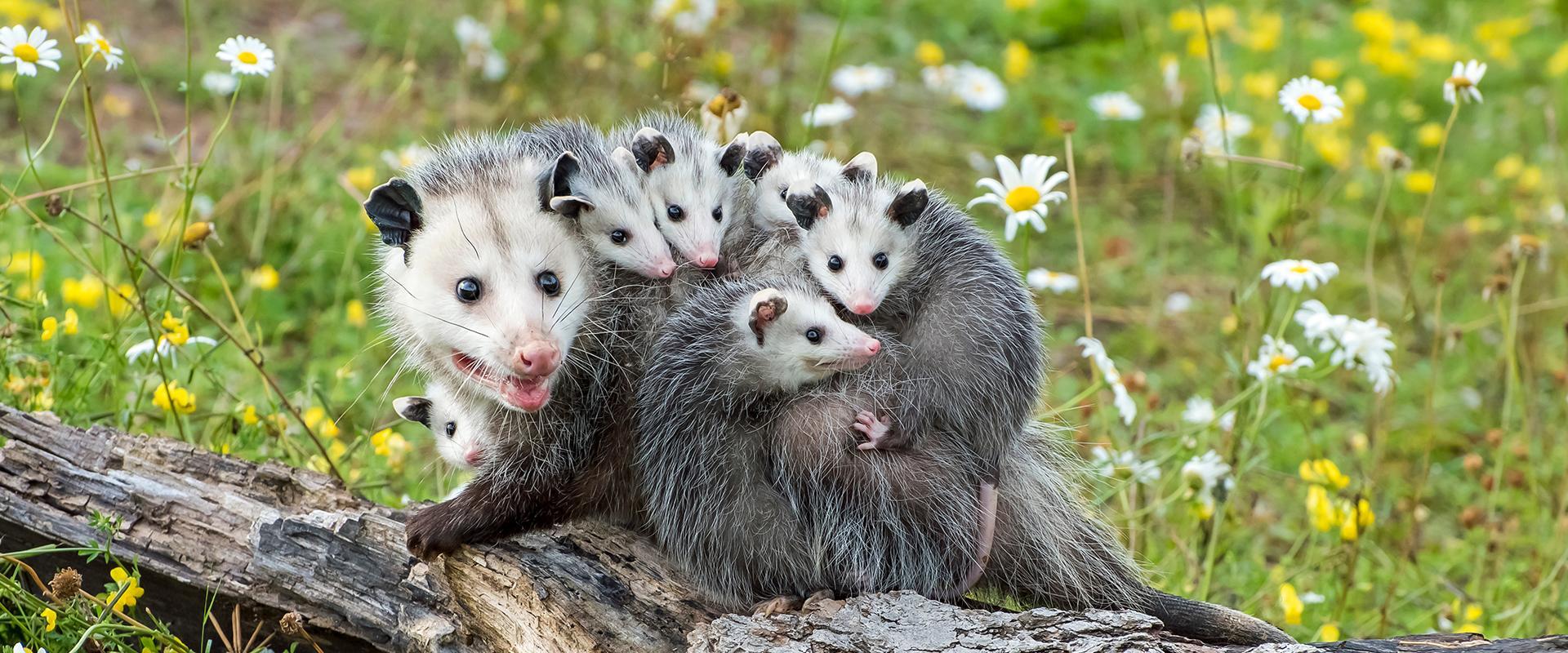 family of opossums