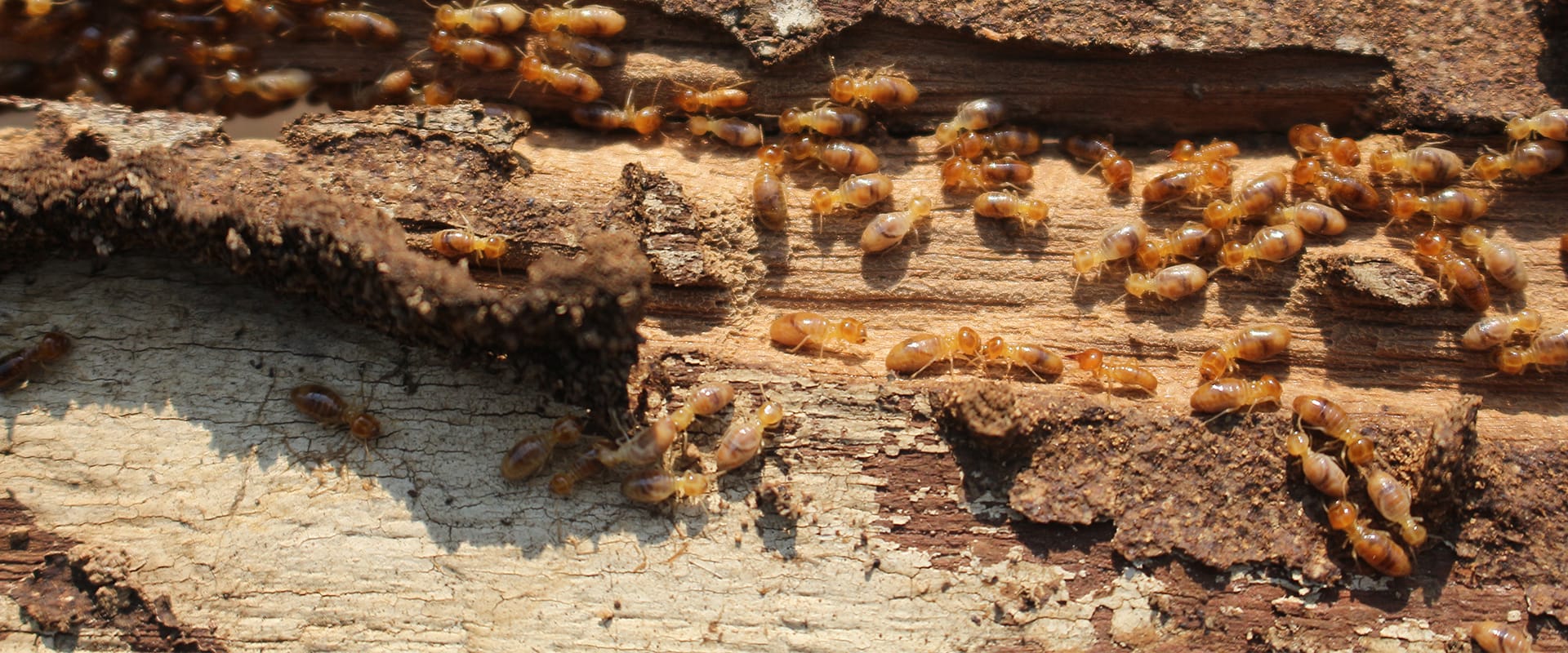 a termite infestation on a wooden structure outside of a home in dallas texas